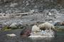 Isole Svalbard Bracali 43